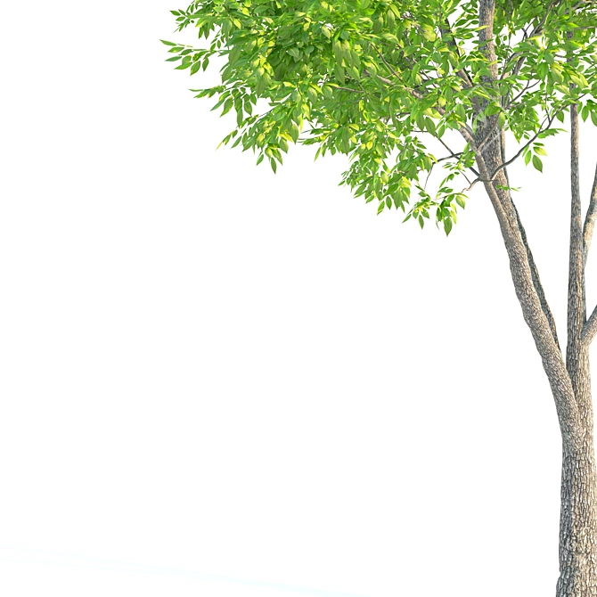 Ash Tree Woodcraft: 464,456 Polygons 3D model image 5