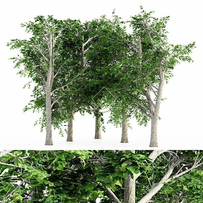 European Linden Grove - 5 Majestic Trees 3D model image 1
