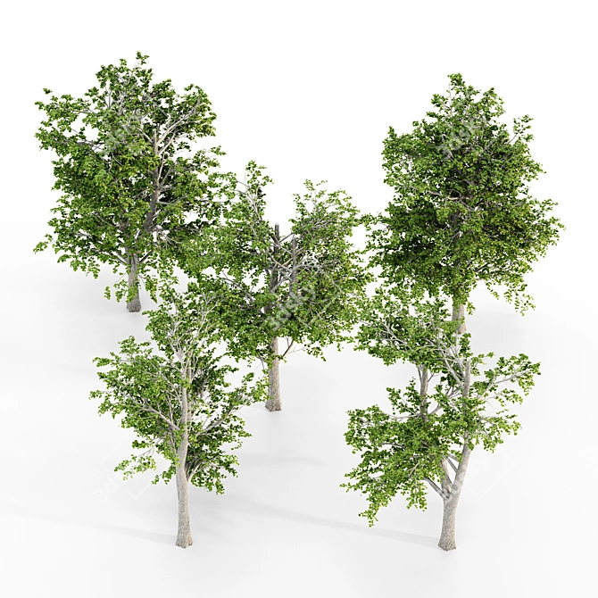 European Linden Grove - 5 Majestic Trees 3D model image 2