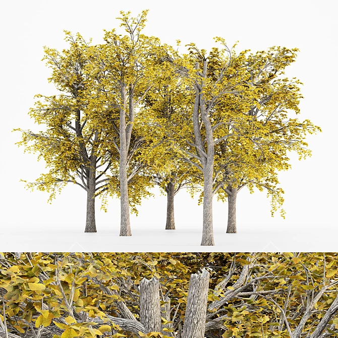 European Linden Fall Tree Set 3D model image 1