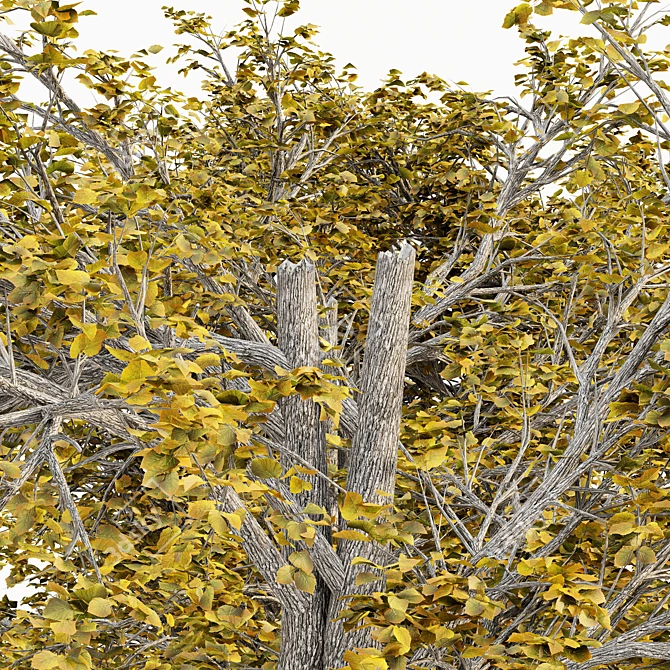 European Linden Fall Tree Set 3D model image 3