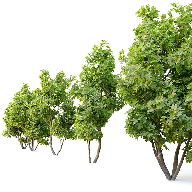 Edible Fig Tree - Ficus Carica 3D model image 4