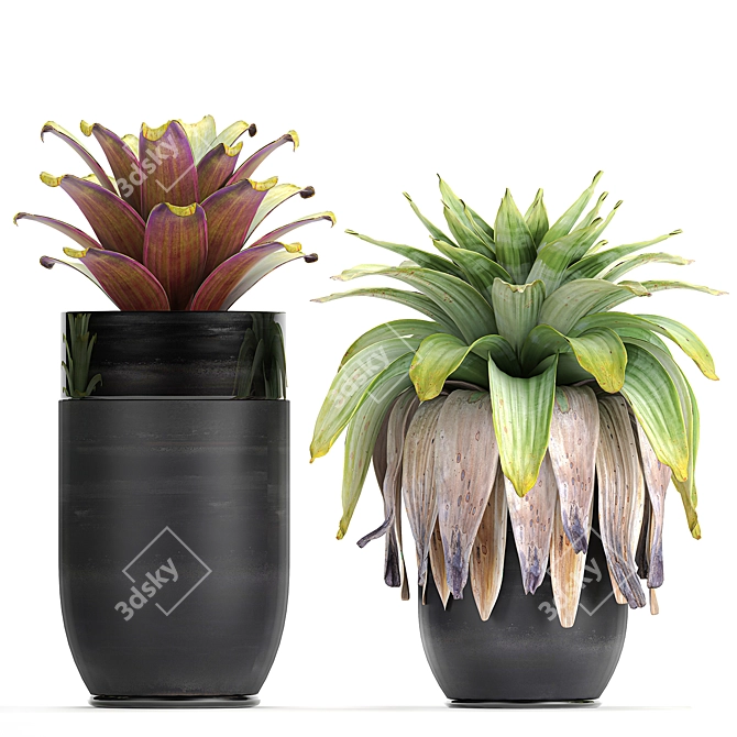 Exotic Plant Collection in Black Pots 3D model image 3