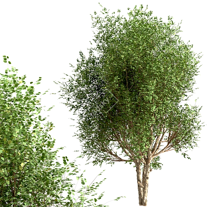 Exquisite Pair of River Birch Trees 3D model image 3