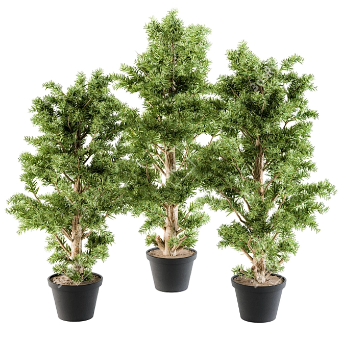 Monterey Pine Tree Set - Outdoor Plants 3D model image 1