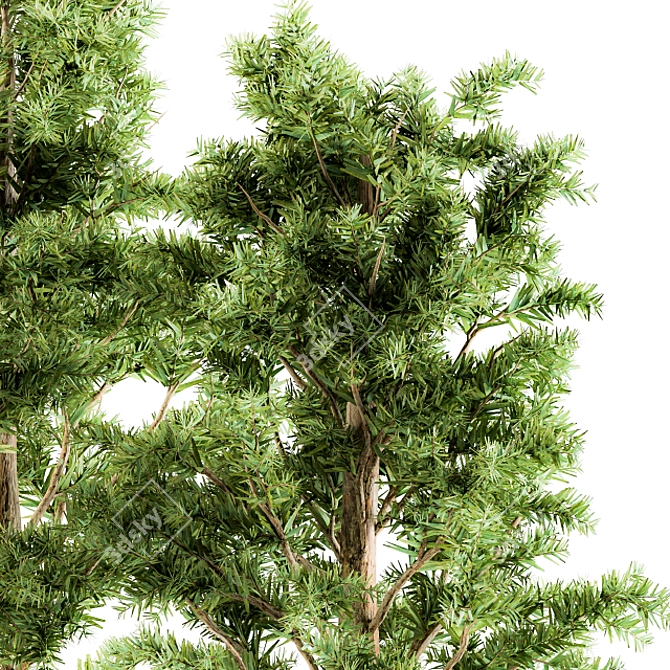 Monterey Pine Tree Set - Outdoor Plants 3D model image 2