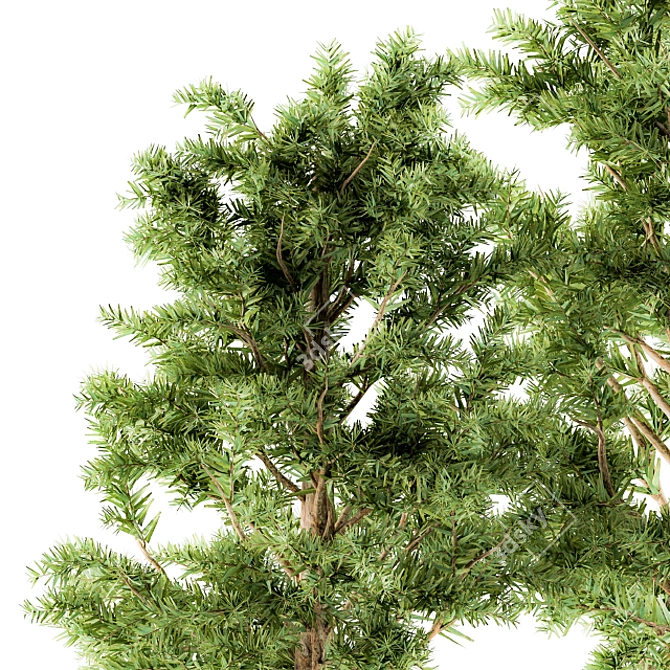 Monterey Pine Tree Set - Outdoor Plants 3D model image 3