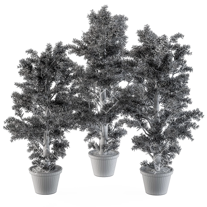 Monterey Pine Tree Set - Outdoor Plants 3D model image 5