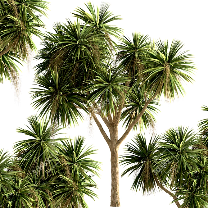 Lush New Zealand Cabbage Tree Trio 3D model image 3