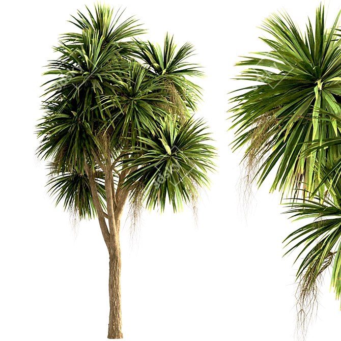 Lush New Zealand Cabbage Tree Trio 3D model image 4