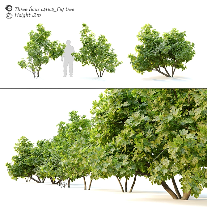 Ficus Carica: 2m Edible Fig 3D model image 1