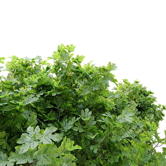 Ficus Carica: 2m Edible Fig 3D model image 2