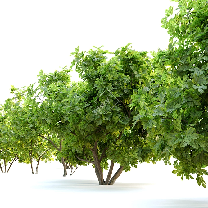 Ficus Carica: 2m Edible Fig 3D model image 3
