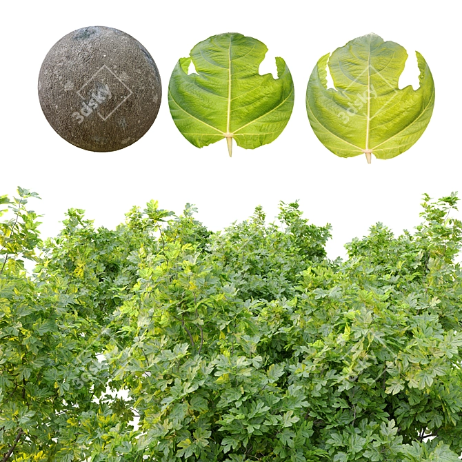 Ficus Carica: 2m Edible Fig 3D model image 4