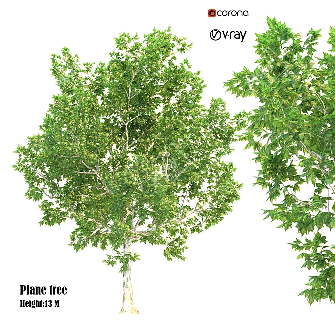 Polygonal Plane Tree 3D model image 1