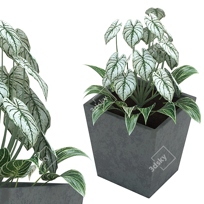 Leafy Oasis: Begonia and Philodendron 3D model image 1