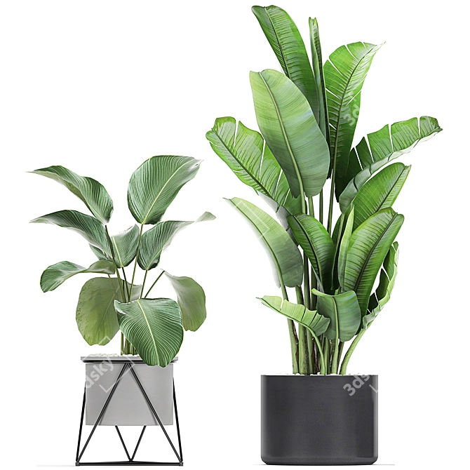 Tropical Plant Collection: Exotic Indoor & Outdoor Decor 3D model image 3