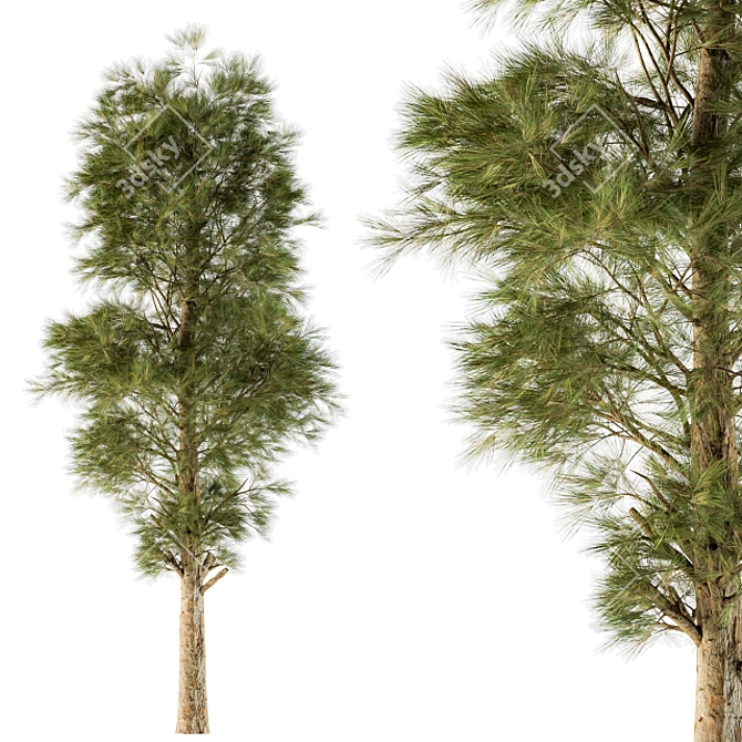  White Pine Tree Set - 24 Pack 3D model image 1