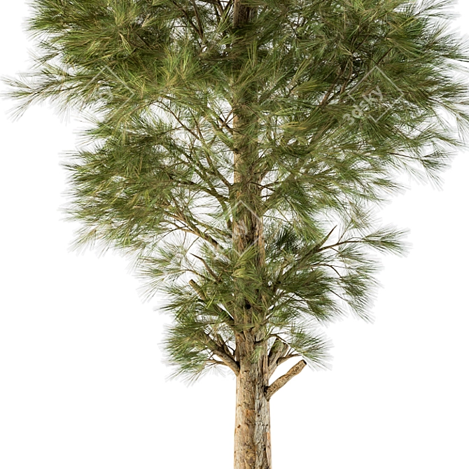  White Pine Tree Set - 24 Pack 3D model image 3