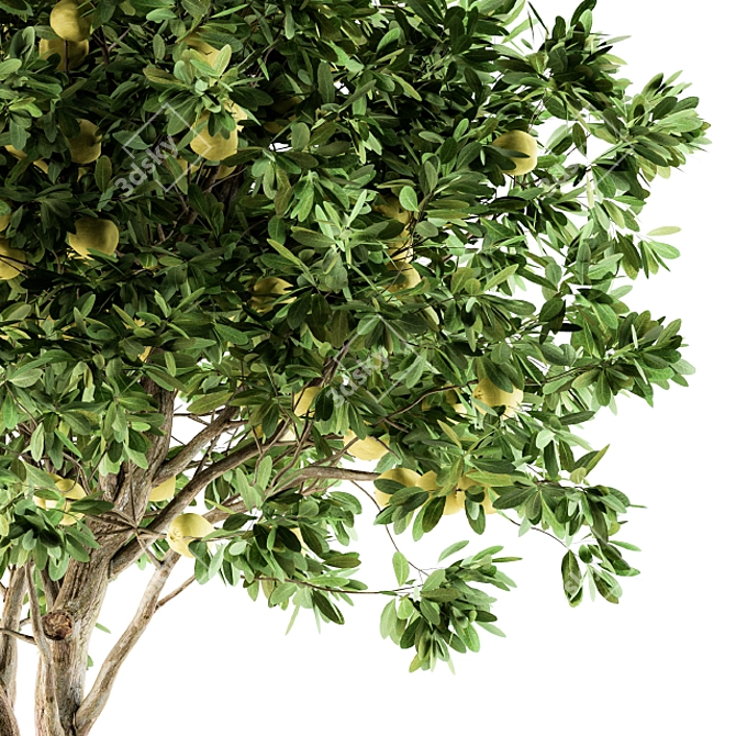 Lush Lemon Grove - Complete Set 3D model image 3