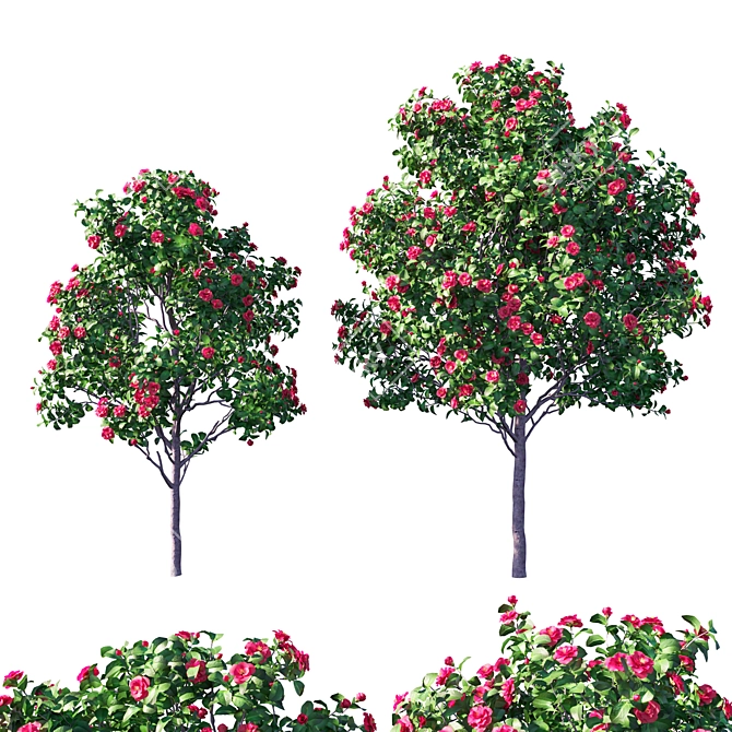 Japanese Camellia 2: 2014 Version 3D model image 1