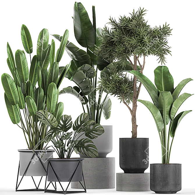 Exotic Plant Collection: Strelitzia, Banana Palm, Monstera 3D model image 1