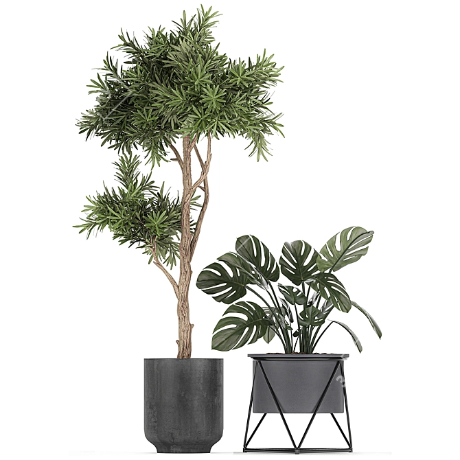 Exotic Plant Collection: Strelitzia, Banana Palm, Monstera 3D model image 3