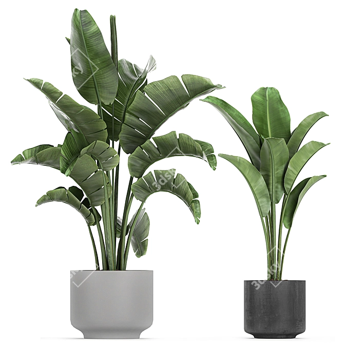 Exotic Plant Collection: Strelitzia, Banana Palm, Monstera 3D model image 4