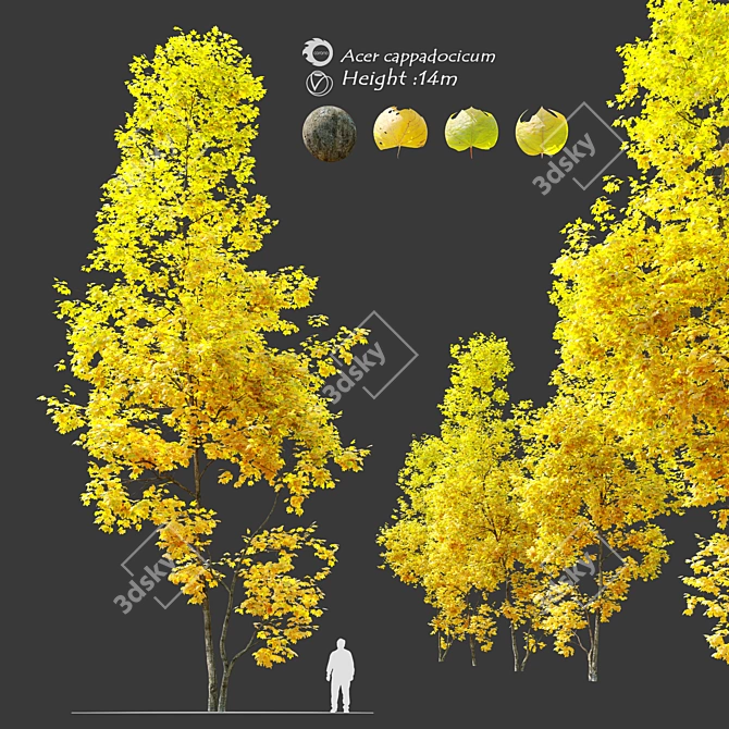 Autumn Acer Cappadocicum: Majestic Coliseum Maple 3D model image 1