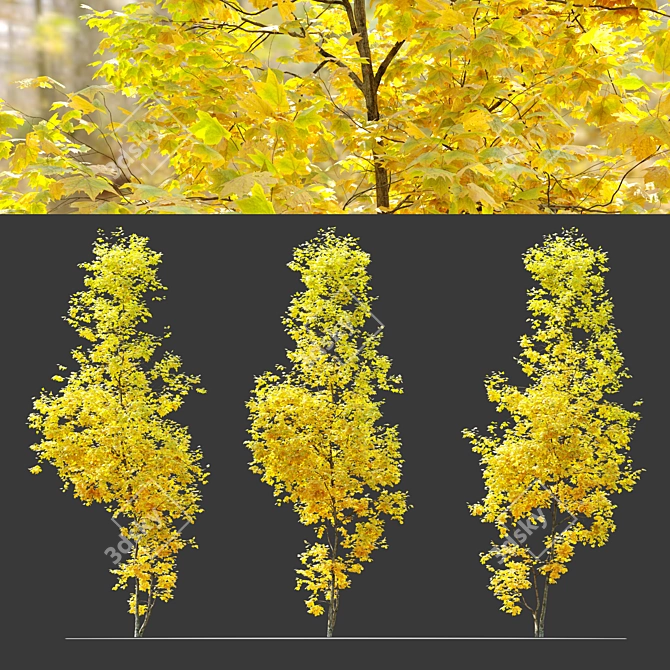 Autumn Acer Cappadocicum: Majestic Coliseum Maple 3D model image 2