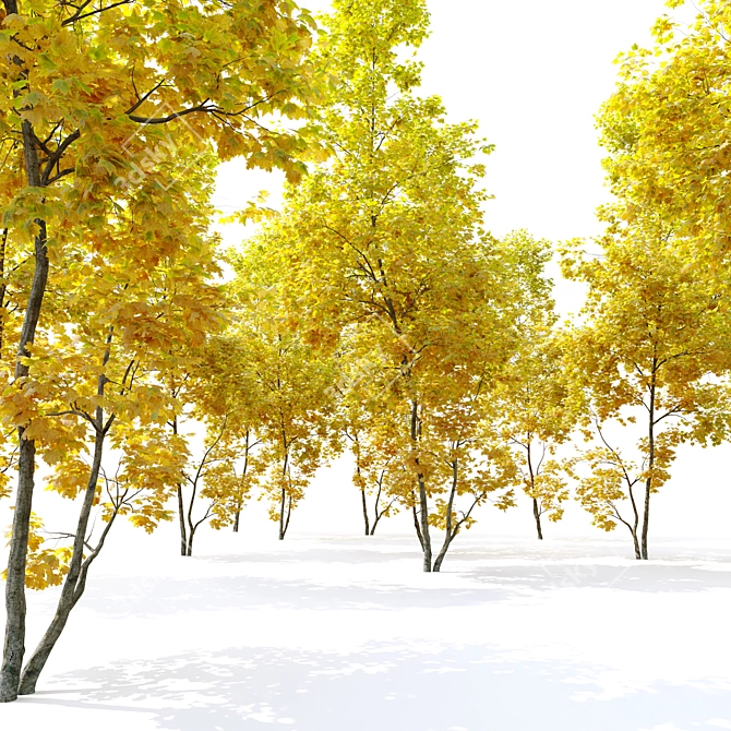 Autumn Acer Cappadocicum: Majestic Coliseum Maple 3D model image 3