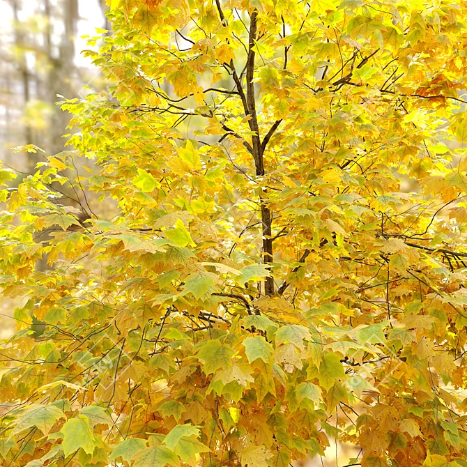 Autumn Acer Cappadocicum: Majestic Coliseum Maple 3D model image 4