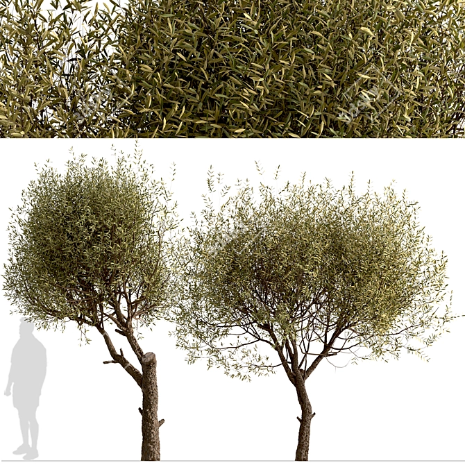 Majestic Olive Tree Set (2 Trees) 3D model image 2