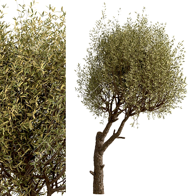 Majestic Olive Tree Set (2 Trees) 3D model image 3