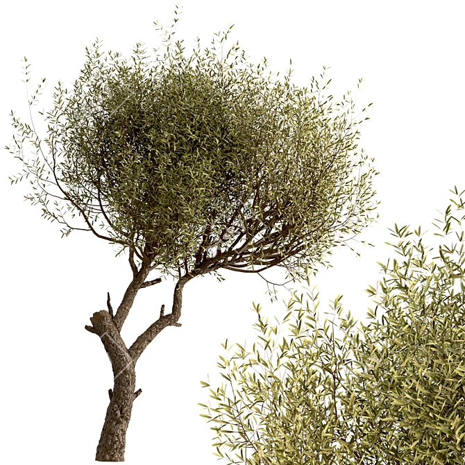 Majestic Olive Tree Set (2 Trees) 3D model image 5