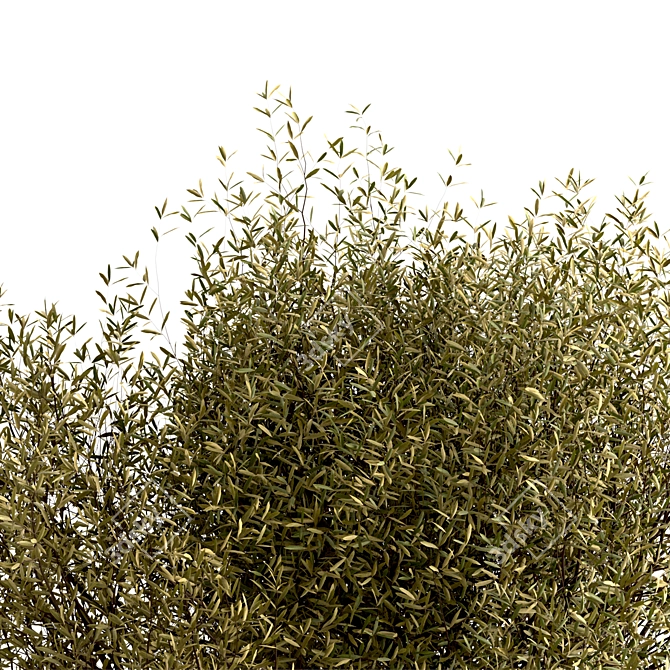 Majestic Olive Tree Set (2 Trees) 3D model image 6