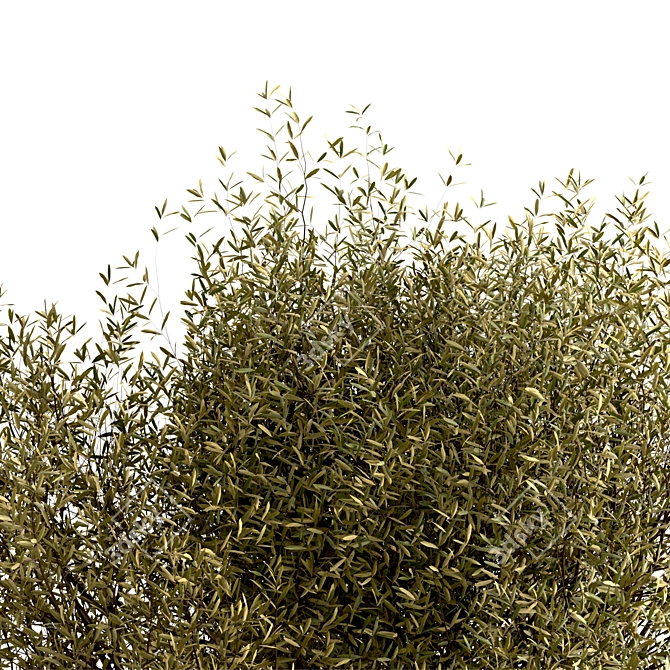 Majestic Olive Tree Set (2 Trees) 3D model image 9