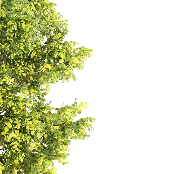 Russian Linden Tree - Height: 8m 3D model image 2
