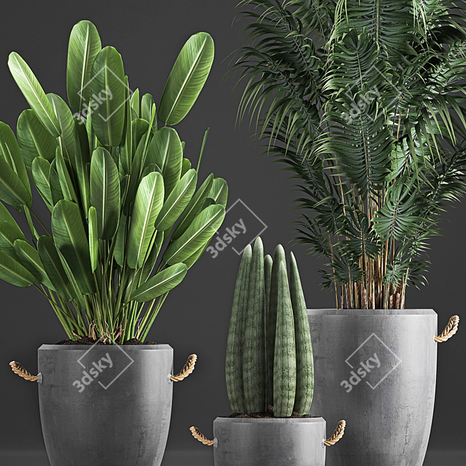 Tropical Plant Collection in Concrete Pots 3D model image 3