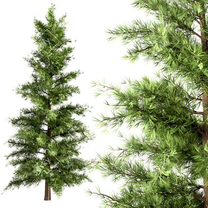 Lifelike Eastern Pine Tree Set 3D model image 1