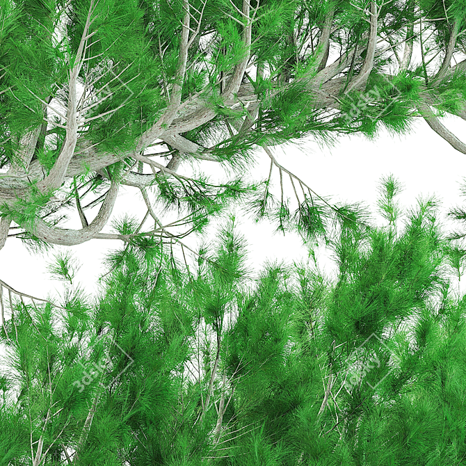 Evergreen Pine Tree: Natural Beauty 3D model image 1