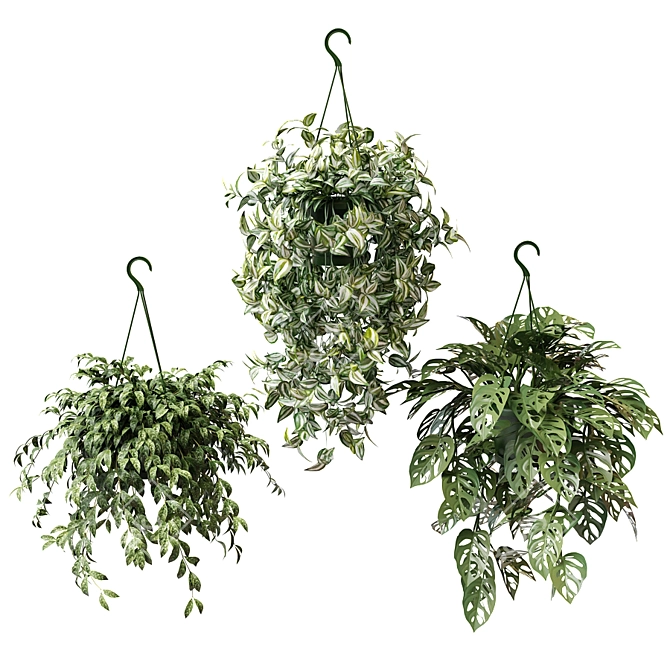 Assorted Ampel Plants Set - 7 Varieties 3D model image 1