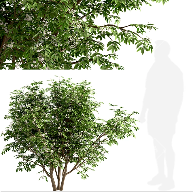  Exquisite Pair of Chinese Elderberry Trees 3D model image 4