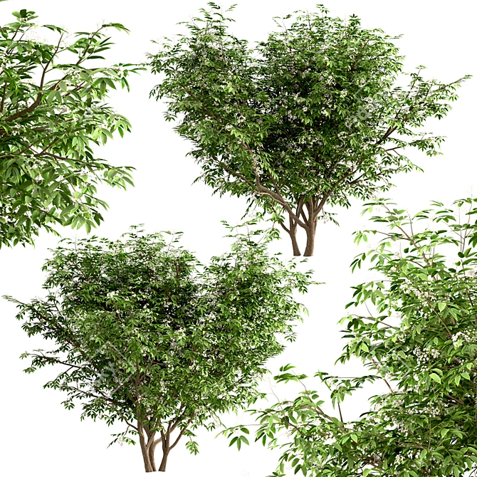 Exquisite Pair of Chinese Elderberry Trees 3D model image 5
