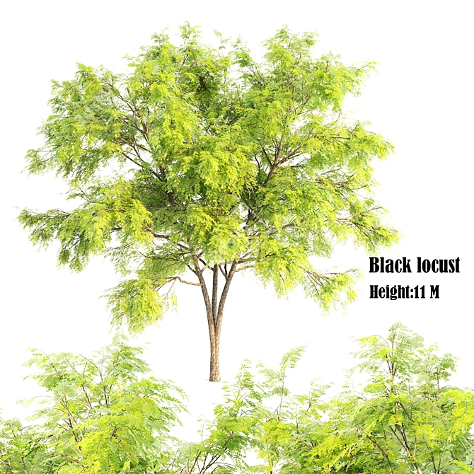 Polygons: 932,016 Black Locust 3D model image 1