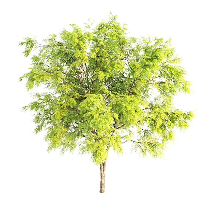 Polygons: 932,016 Black Locust 3D model image 2