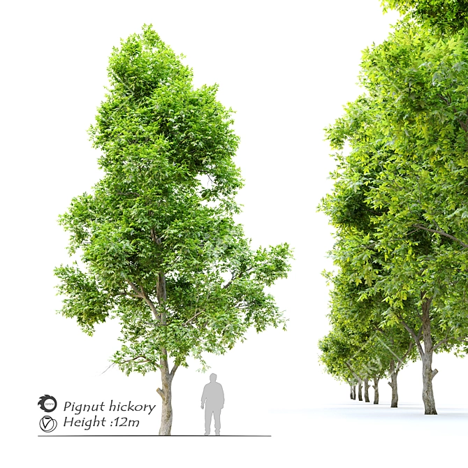 Pignut Hickory Tree (Carya glabra) 3D model image 1