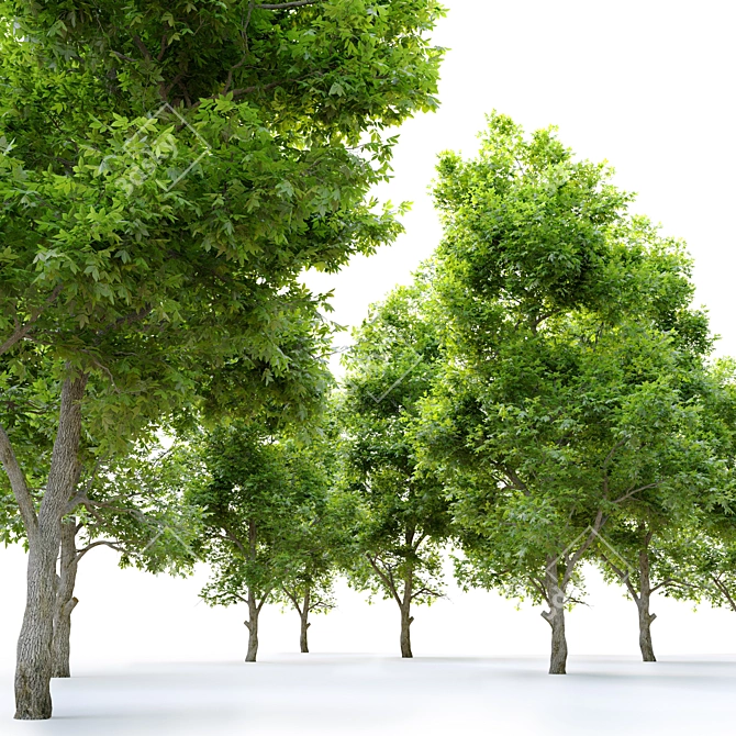 Pignut Hickory Tree (Carya glabra) 3D model image 3