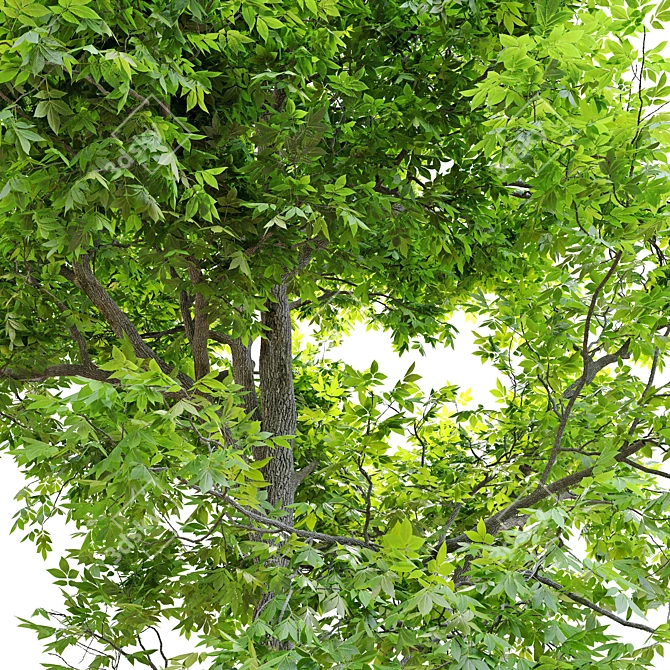 Pignut Hickory Tree (Carya glabra) 3D model image 4