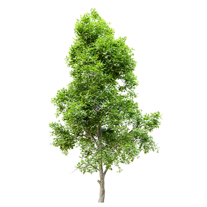 Pignut Hickory Tree (Carya glabra) 3D model image 8